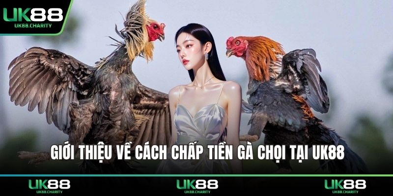 Cách Chấp Tiền Gà Chọi – Hiểu Chuẩn Luật, Đặt Kèo Tự Tin 1 Giới thiệu về cách chấp tiền gà chọi tại UK88