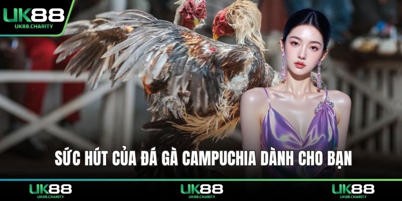 Sức hút của đá gà Campuchia dành cho bạn